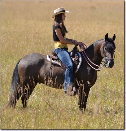 Cauchera, a 4 year old Paso Fino gelding, standing in field.