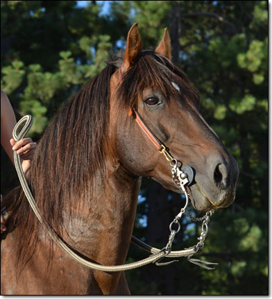 Paso Fino Stallion, Flying M Dictador, head photo.