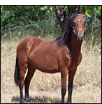 Paso Fino Horses for Sale